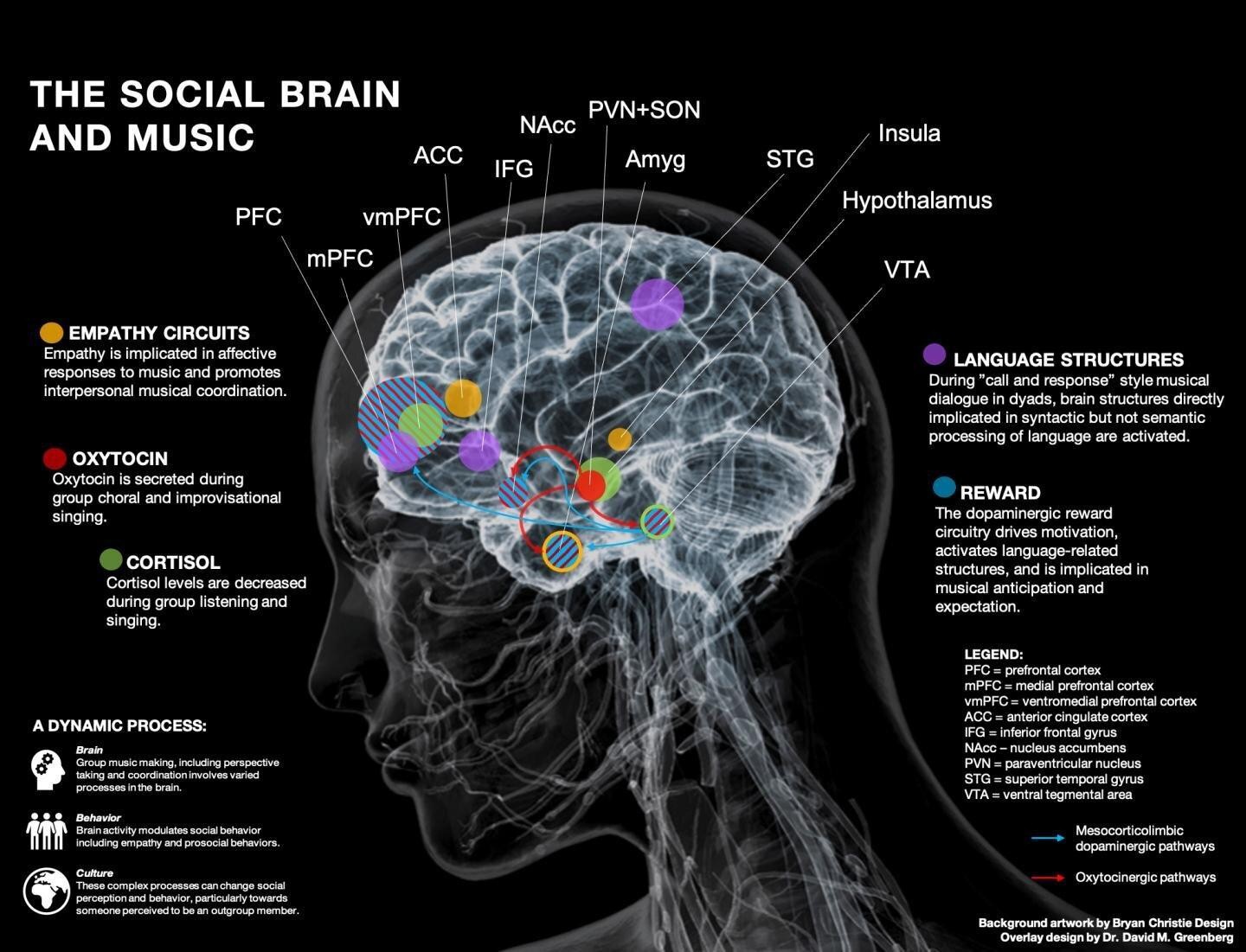 Human skull revealing social brain and music
