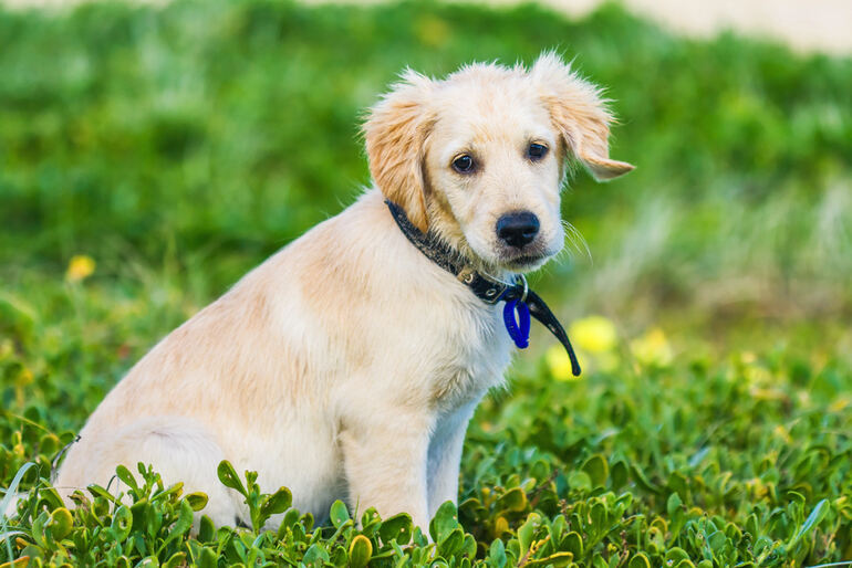 Healthy Golden Retriever Puppy Sitting in Grass