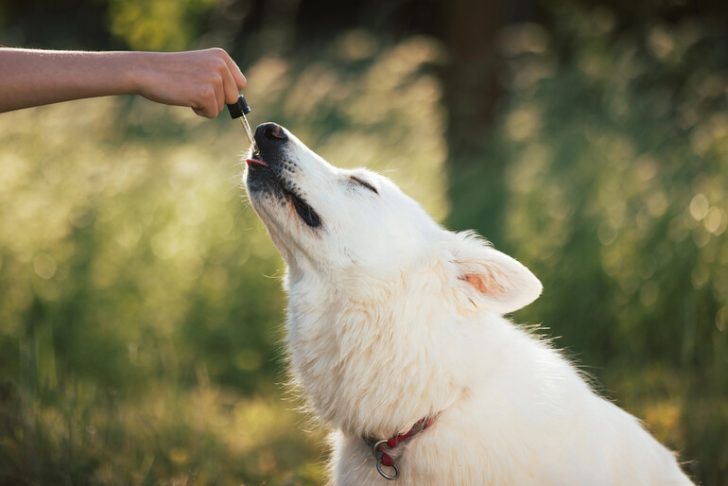 What to Look for When Choosing CBD Products for Your Dog