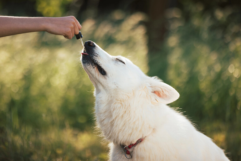 A person giving CBD oil to a fluffy white dog in the garden