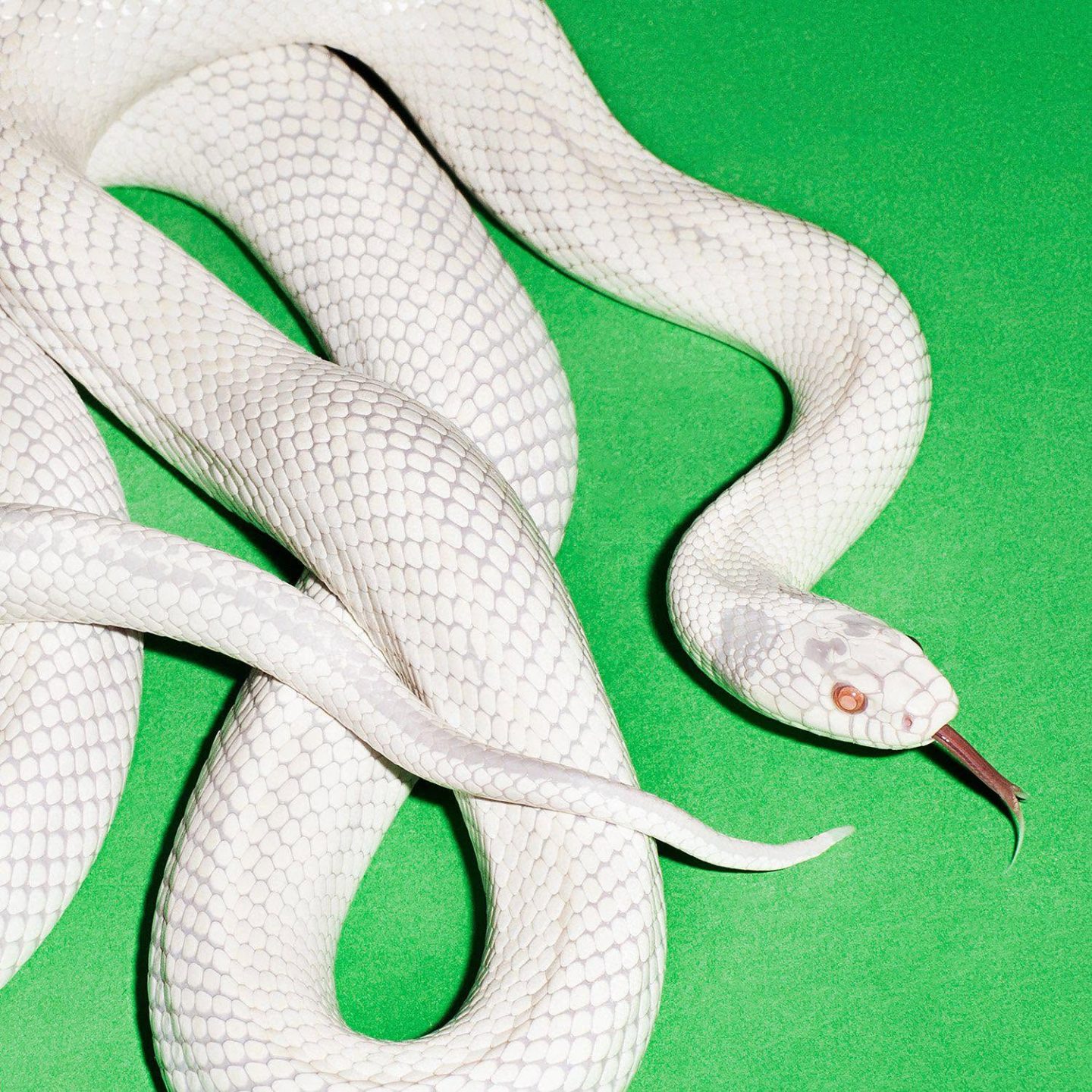 Deftones album cover for Private Music, featuring a white snake on green background